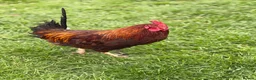 Chickens poultry for sale: Chickens for sale - Advert 4