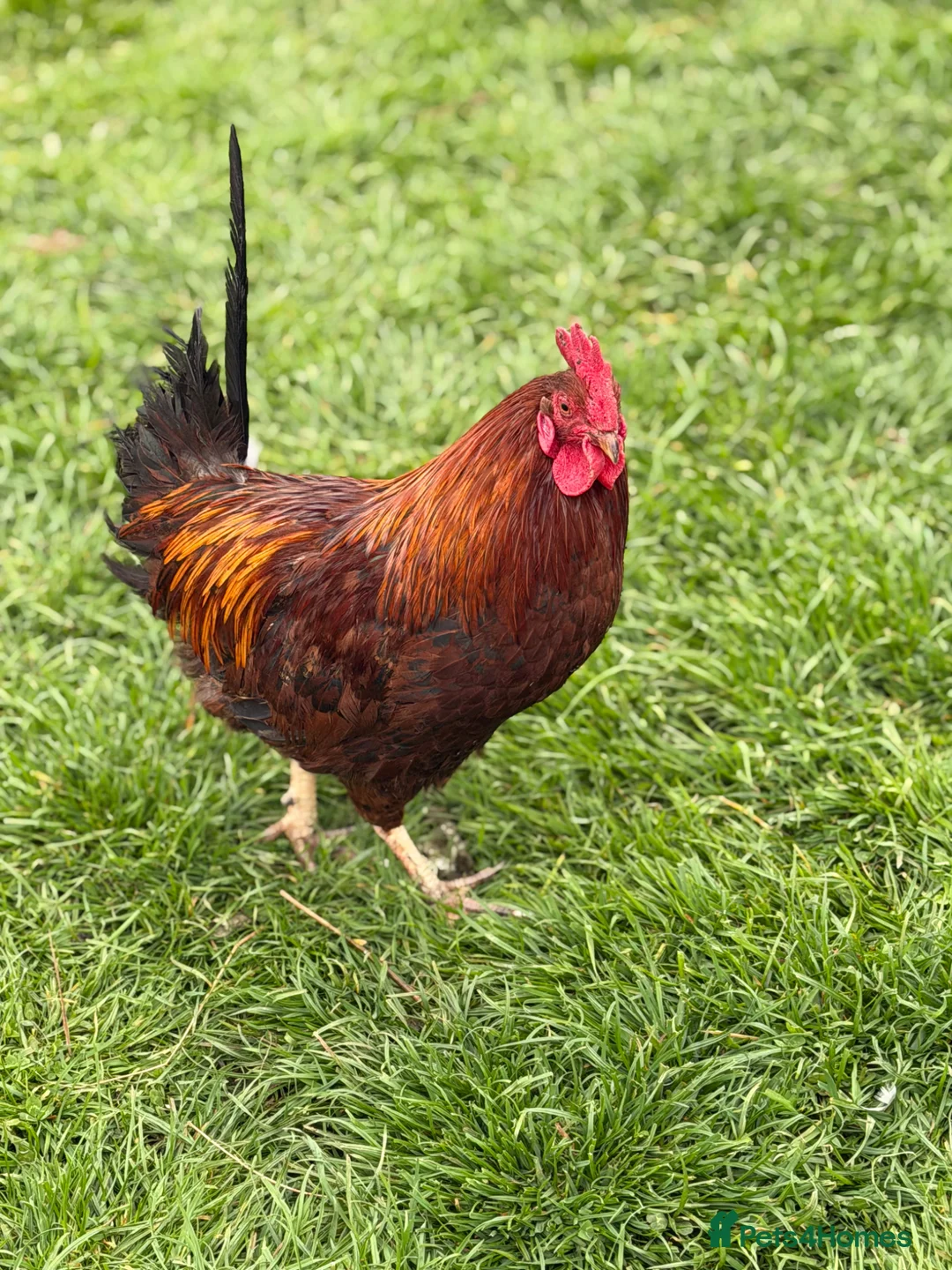 Chickens poultry for sale: Chickens for sale - Advert 4