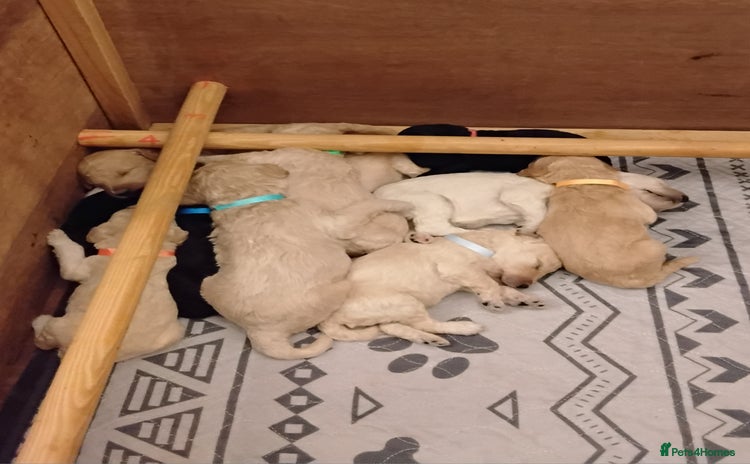 Standard Poodle dogs - Advert 5