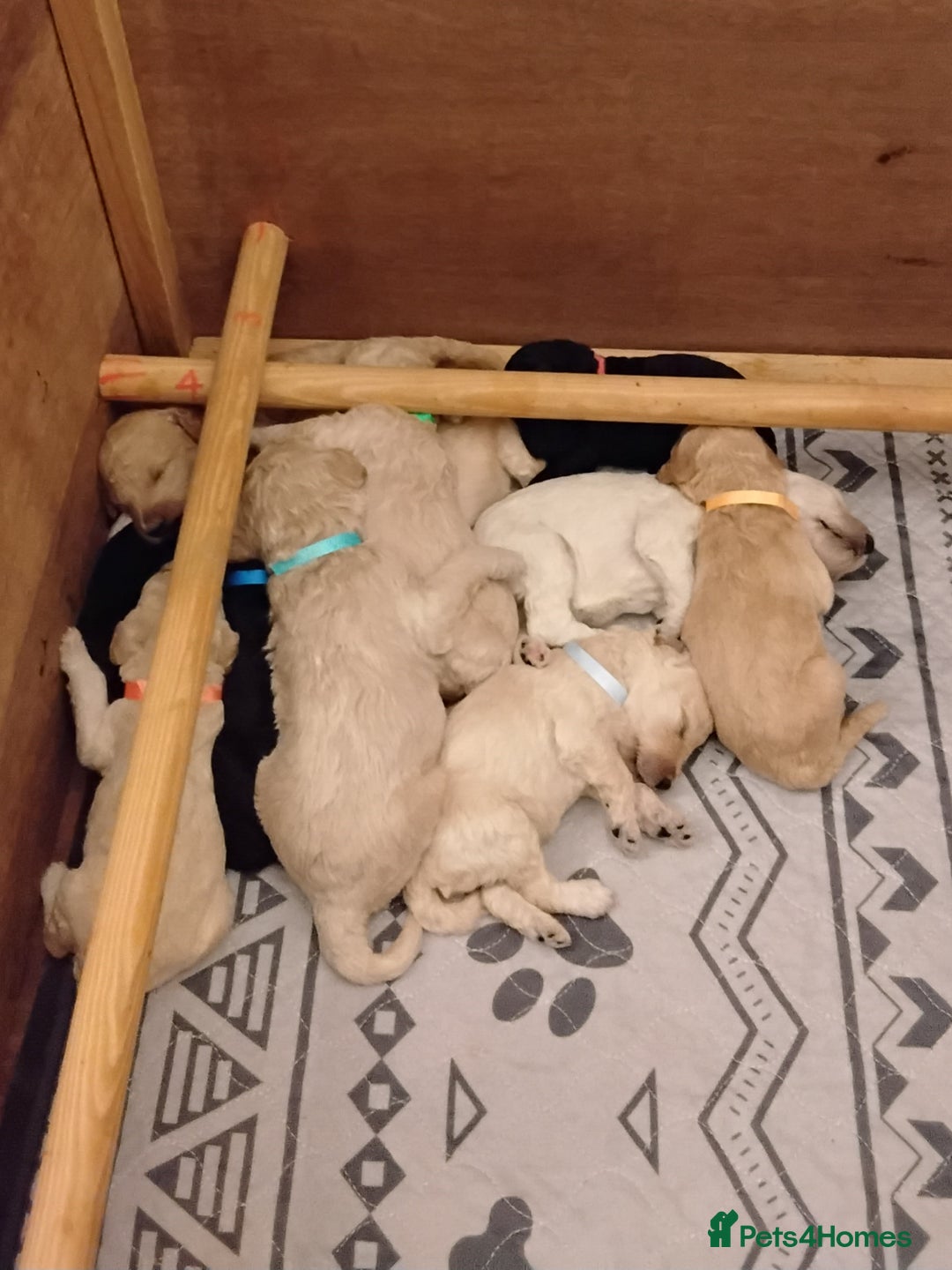 Standard Poodle dogs for sale: Quality KC Reg Standard Poodle puppies - Image 8