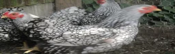Chickens poultry for sale: Quality Silver Laced Wyandotte Bantam Pullets - Advert 3