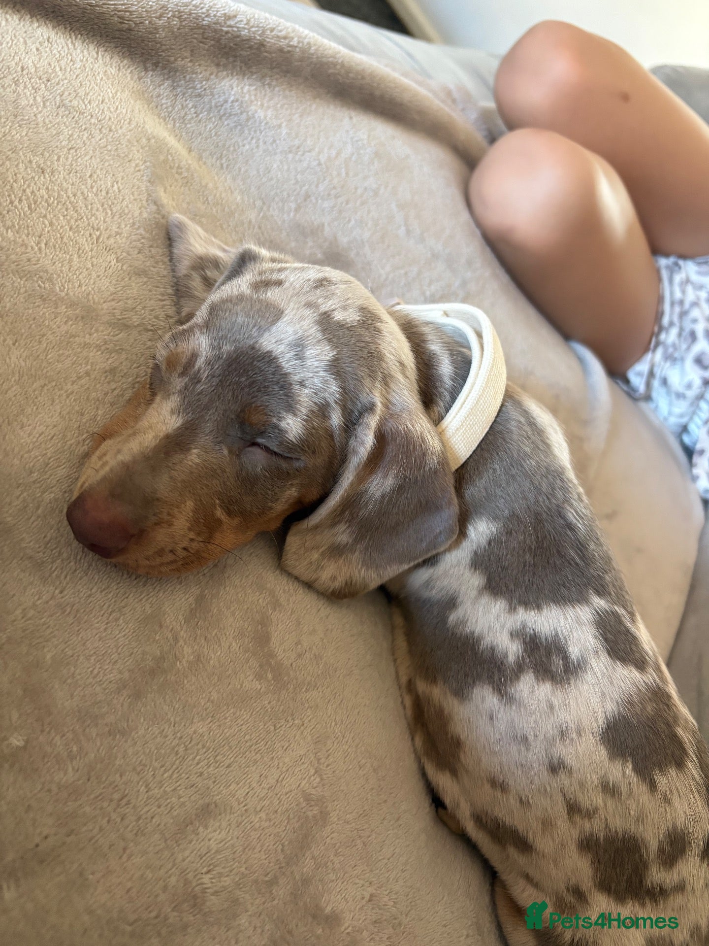 Miniature Dachshund dogs for sale: Miniature dachshund for sale male  - Advert 1