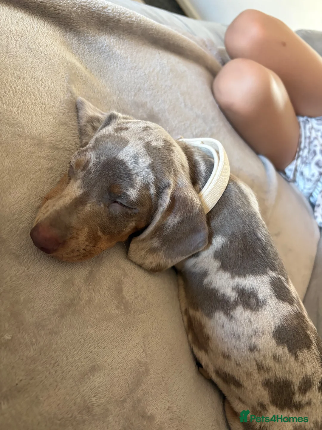 Miniature Dachshund dogs for sale: Miniature dachshund for sale male  in Saint Helens - Advert 10
