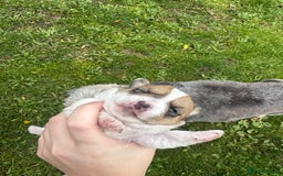 Yorkshire Terrier dogs for sale: Yorkshire terrier puppies - Image 8