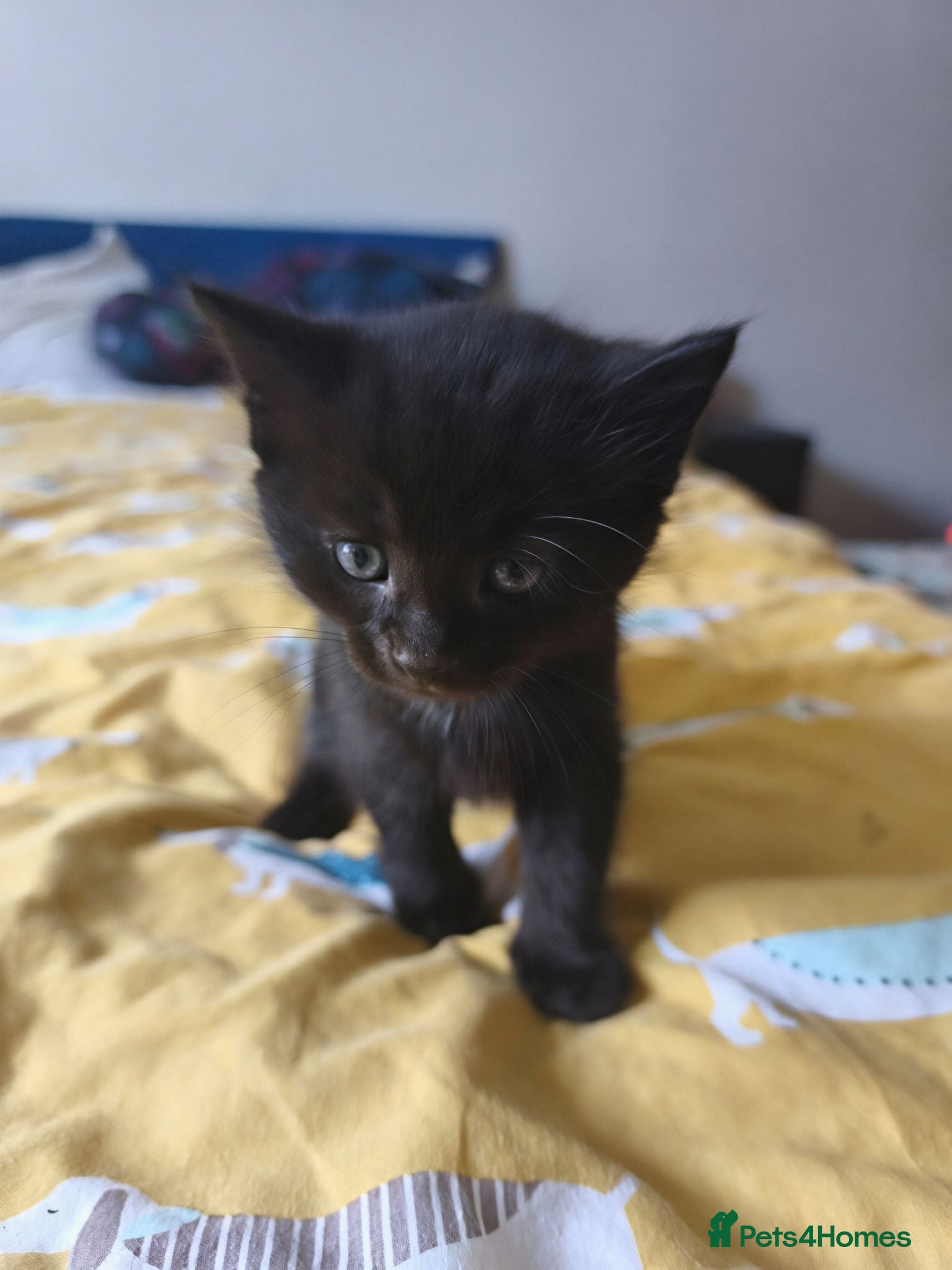Mixed Breed cats Mixed breed black kitten 🐾 - Advert 4
