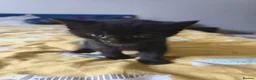 Mixed Breed cats for sale: Mixed breed black kitten 🐾 - Advert 1