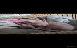 Sphynx cats for sale: Odd eyed Male & seal point female 🩵 - Image 4