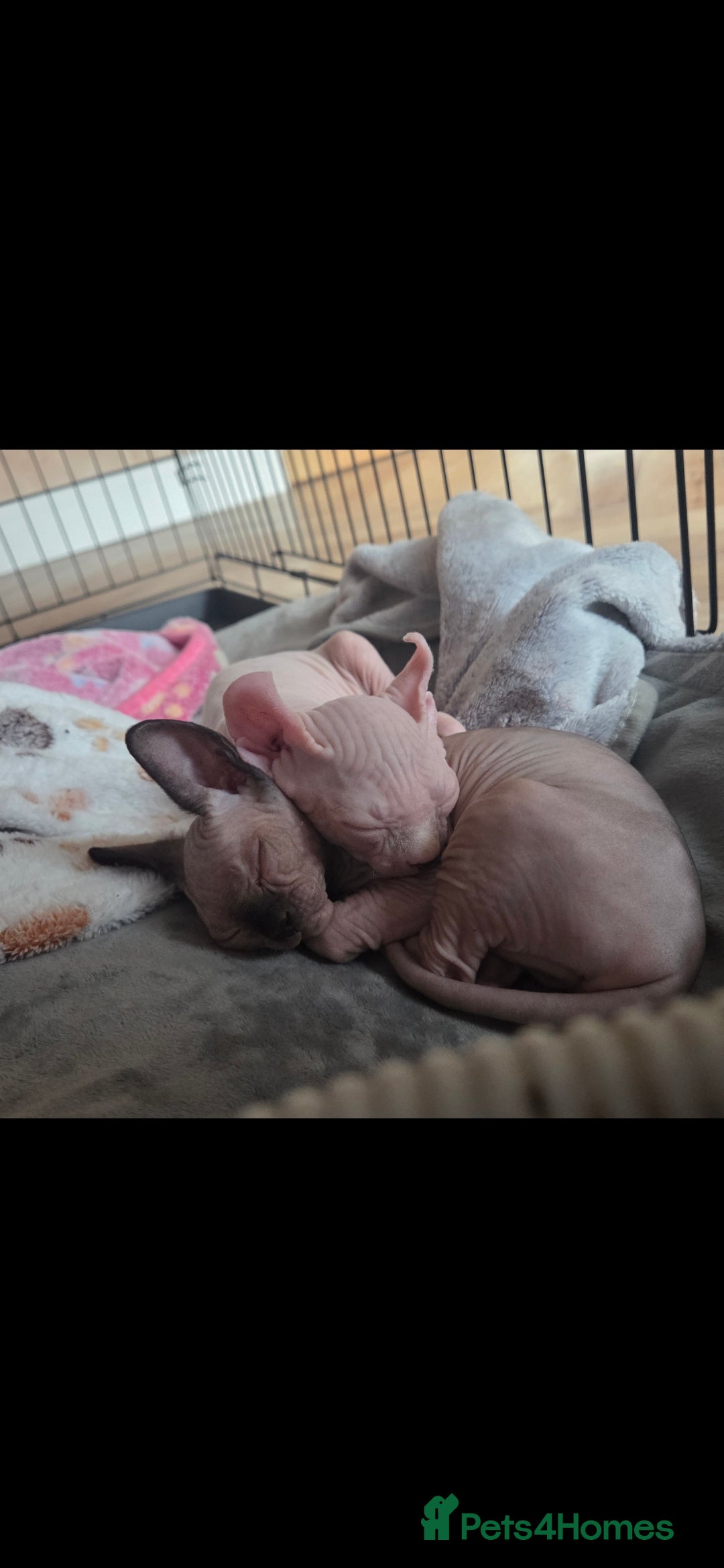 Sphynx cats for sale: Odd eyed Male & seal point female 🩵 - Image 4