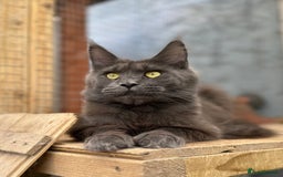 Maine Coon cats for sale: XL black smoke maine coon female Russia bloodlines - Image 4