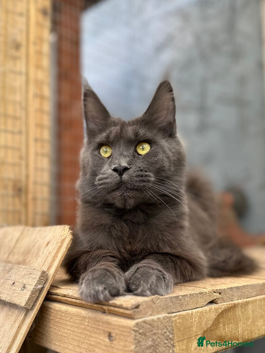 Maine Coon cats for sale: XL black smoke maine coon female Russia bloodlines - Image 4