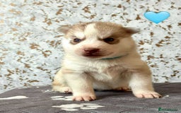 Siberian Husky dogs for sale: Beautiful KC registered Siberian puppies  - Image 9