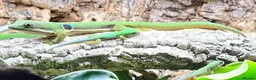 Gecko reptiles for sale: Peacock gecko babies (waiting to hatch) - Advert 2