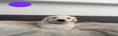 Golden Retriever 8