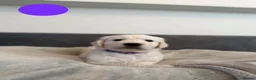 Golden Retriever dogs for sale: Golden Retriever Puppies – 4 Girls & 4 Boys - Advert 17