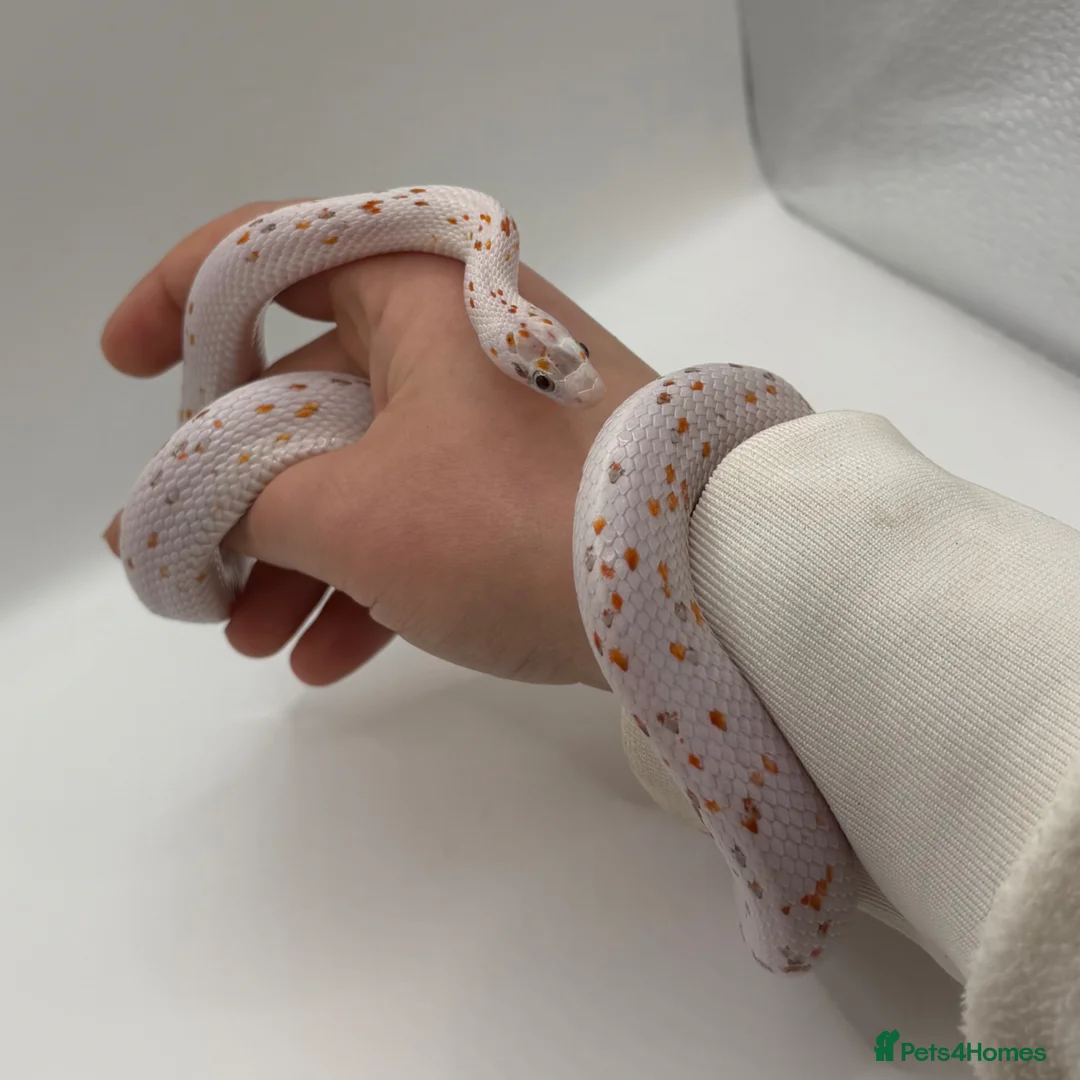 Corn Snake reptiles for sale: Corn snake breeding project  - Advert 2