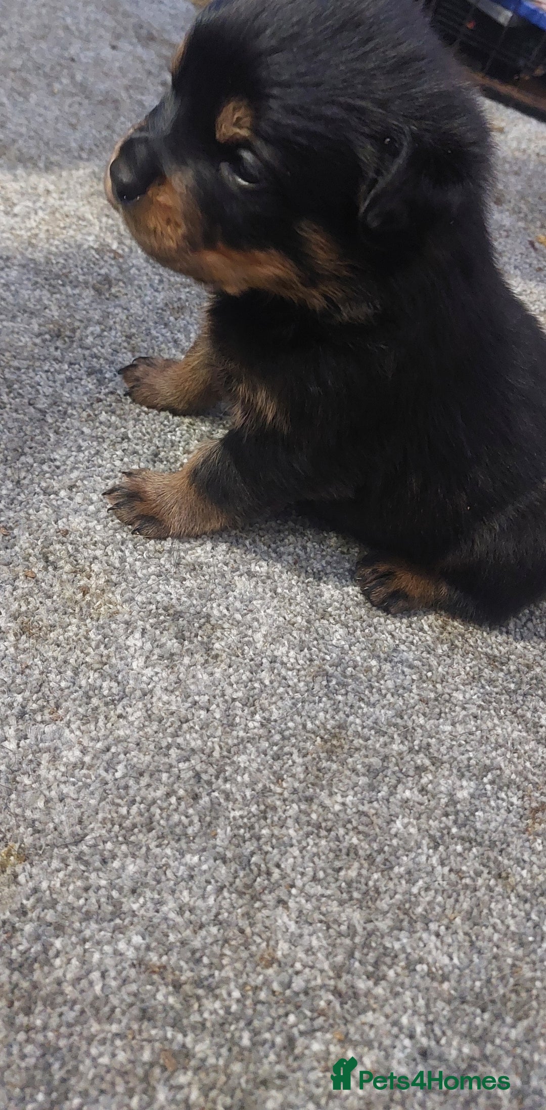 Rottweiler dogs for sale: KC Rottweiler pups (health tested parents) - Advert 11