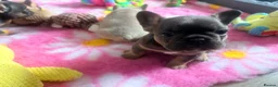 French Bulldog dogs for sale:  Beautiful French Bull dog Puppies  - Advert 18