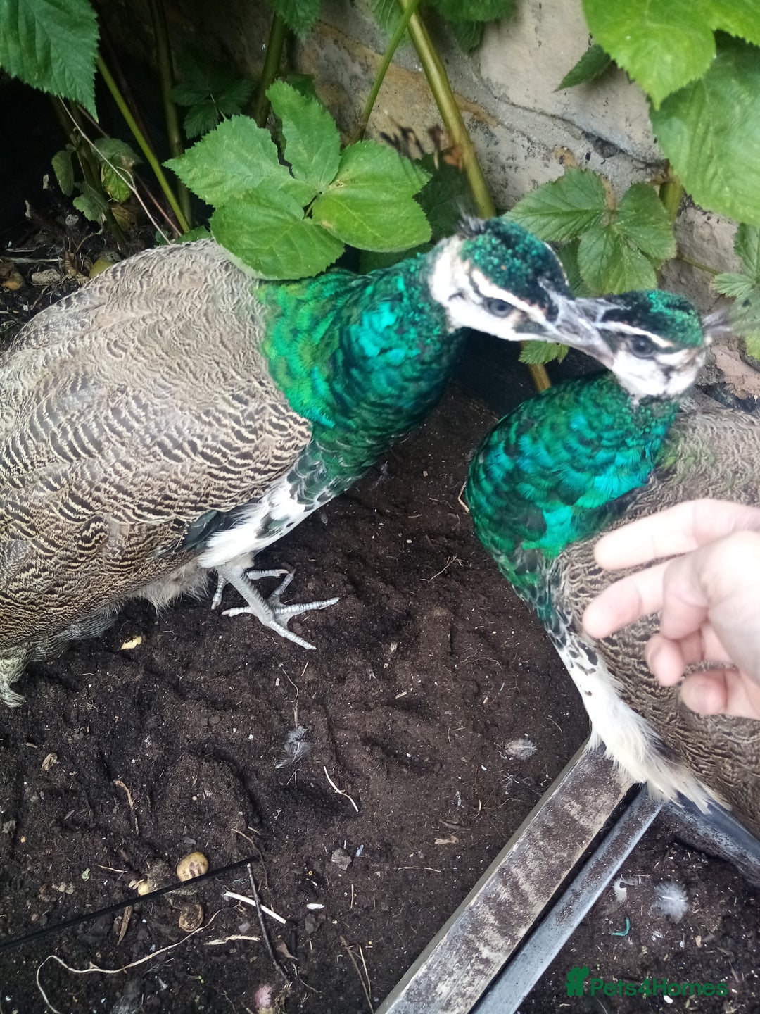 Mixed Breed birds for sale: x2 Male Peacocks and x3 golden pheasants x2 chicks - Image 1