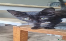 Mixed Breed cats for sale: Cute boy kittens ready now - Image 8