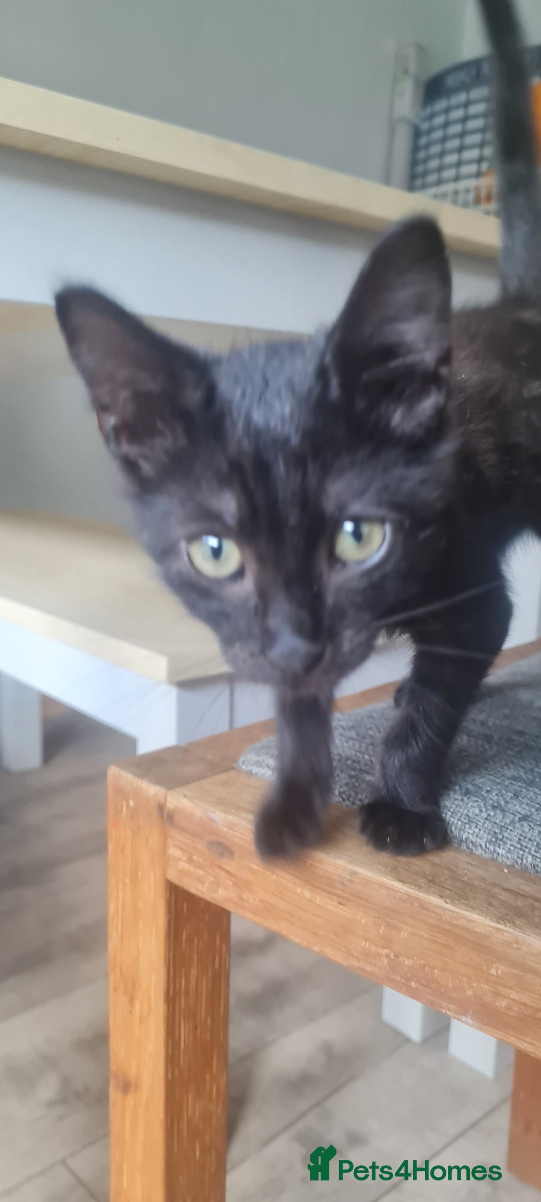 Mixed Breed cats for sale: Cute boy kittens ready now - Image 8