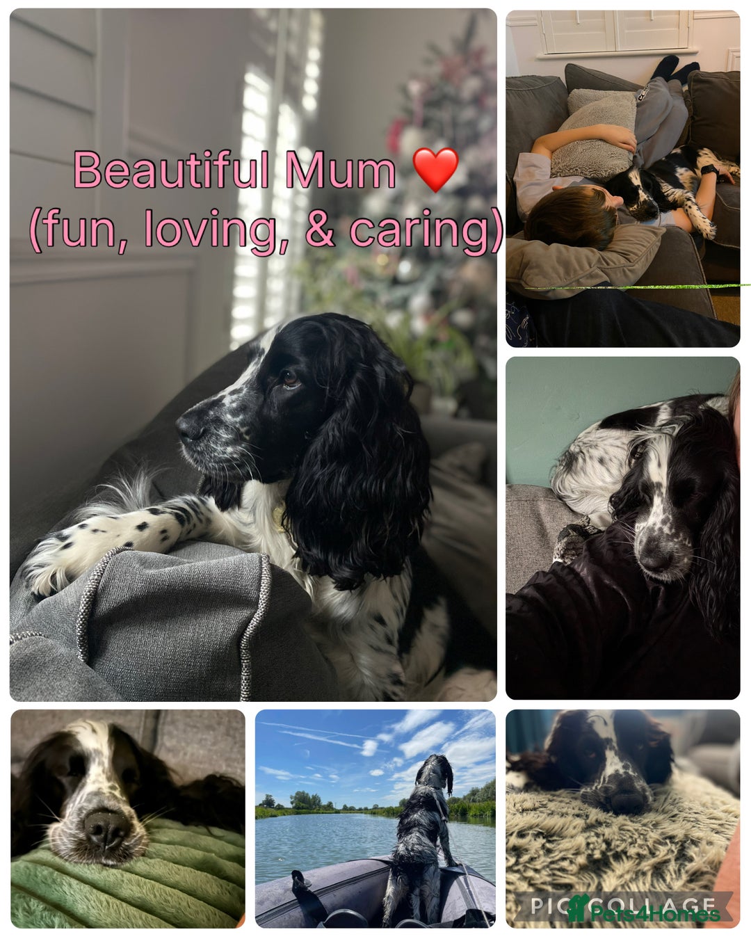 Cocker Spaniel dogs for sale: Cocker Spaniel Puppies - Advert 2