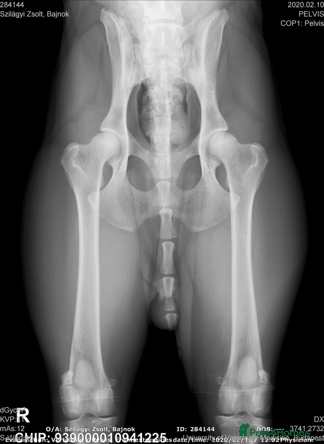 Hungarian Vizsla dogs for sale: 🇭🇺 Hungarian Vizsla puppies 🇭🇺 - Advert 2