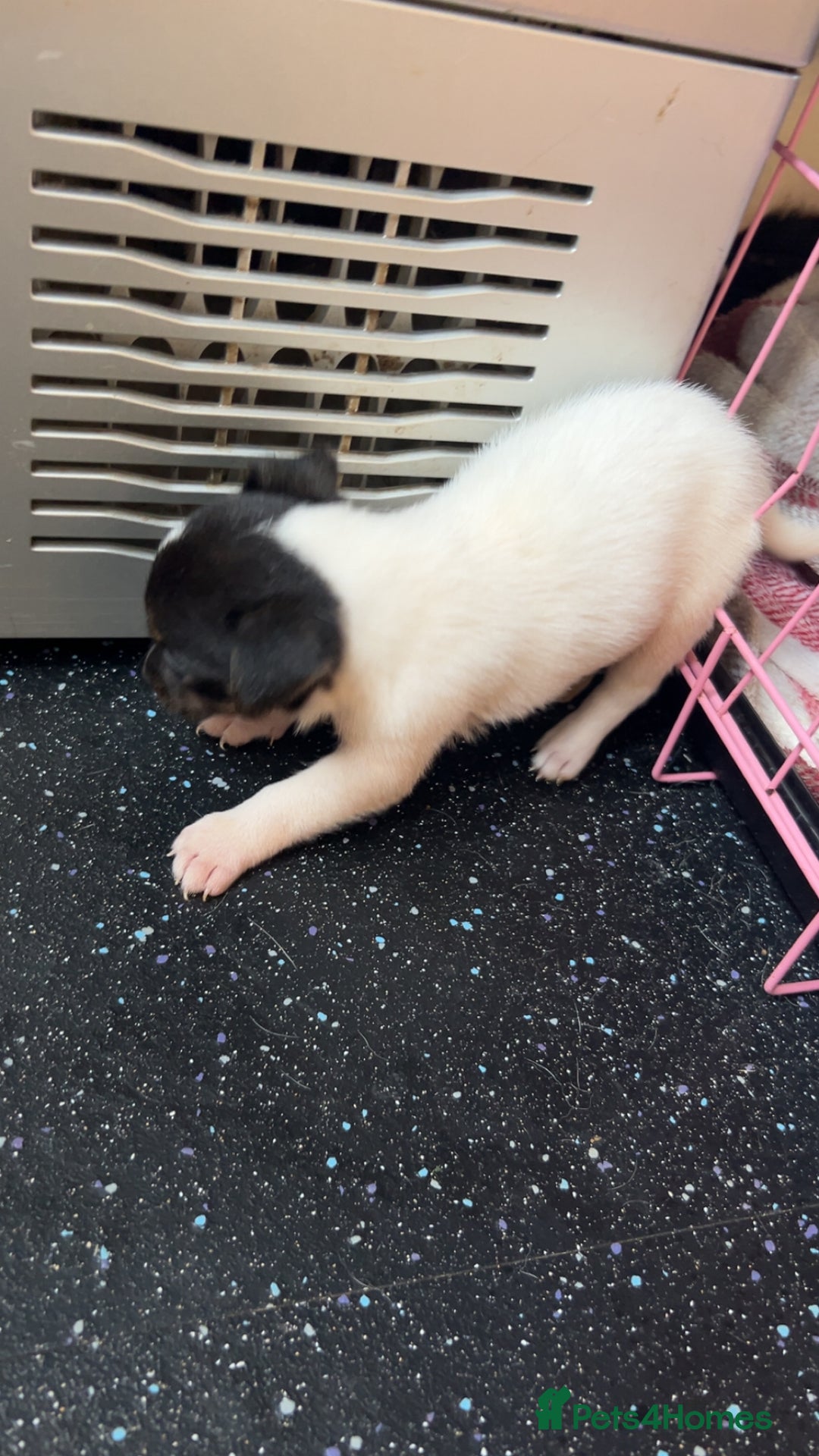 Jack Russell dogs for sale: Jack Russell  - Image 3