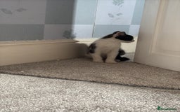 Domestic Shorthair cats for sale:  kitten  - Image 3