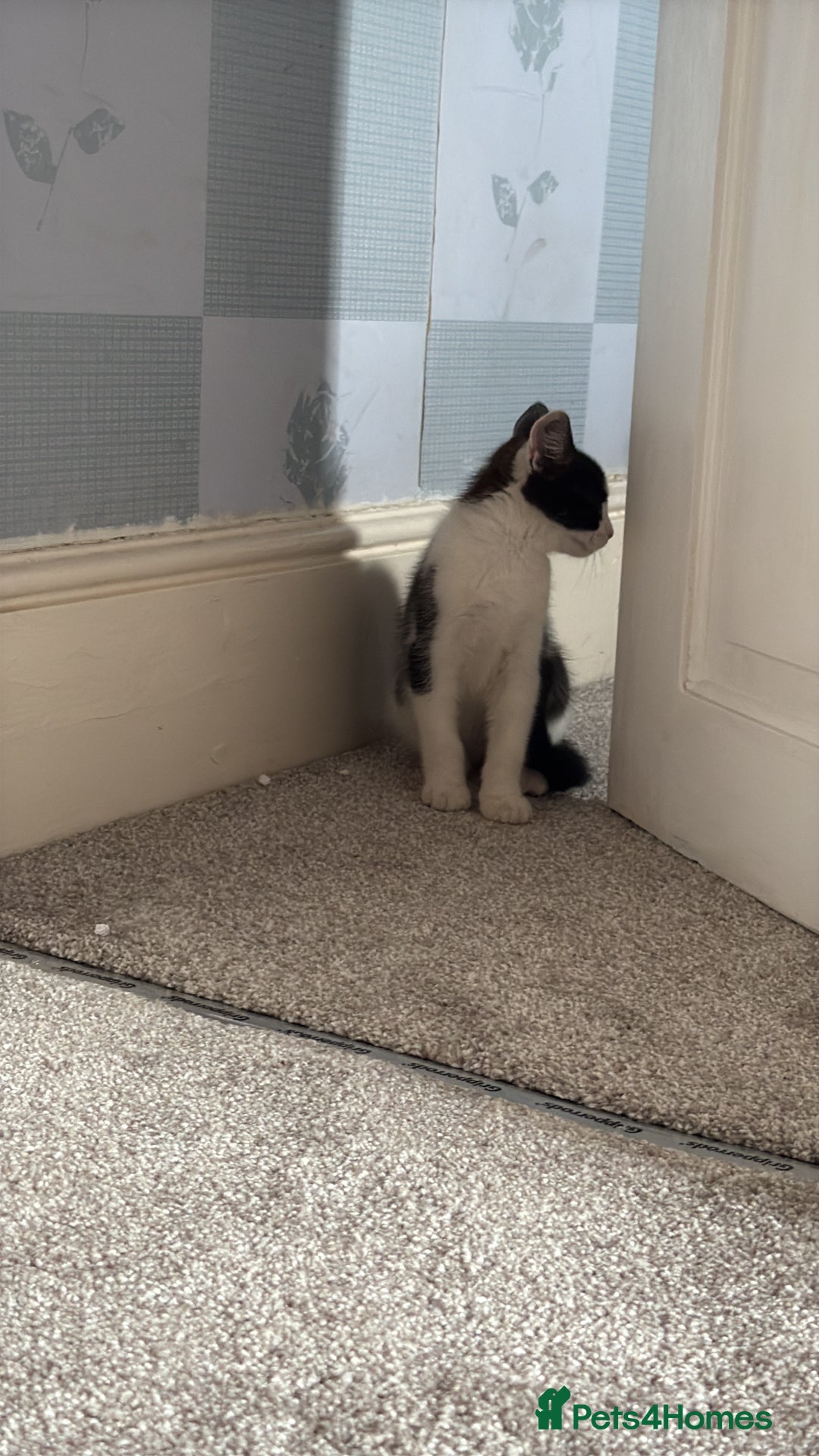 Domestic Shorthair cats for sale:  kitten  - Image 3