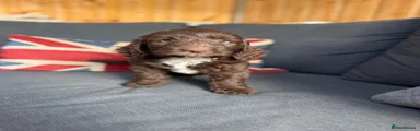 Cockapoo 1
