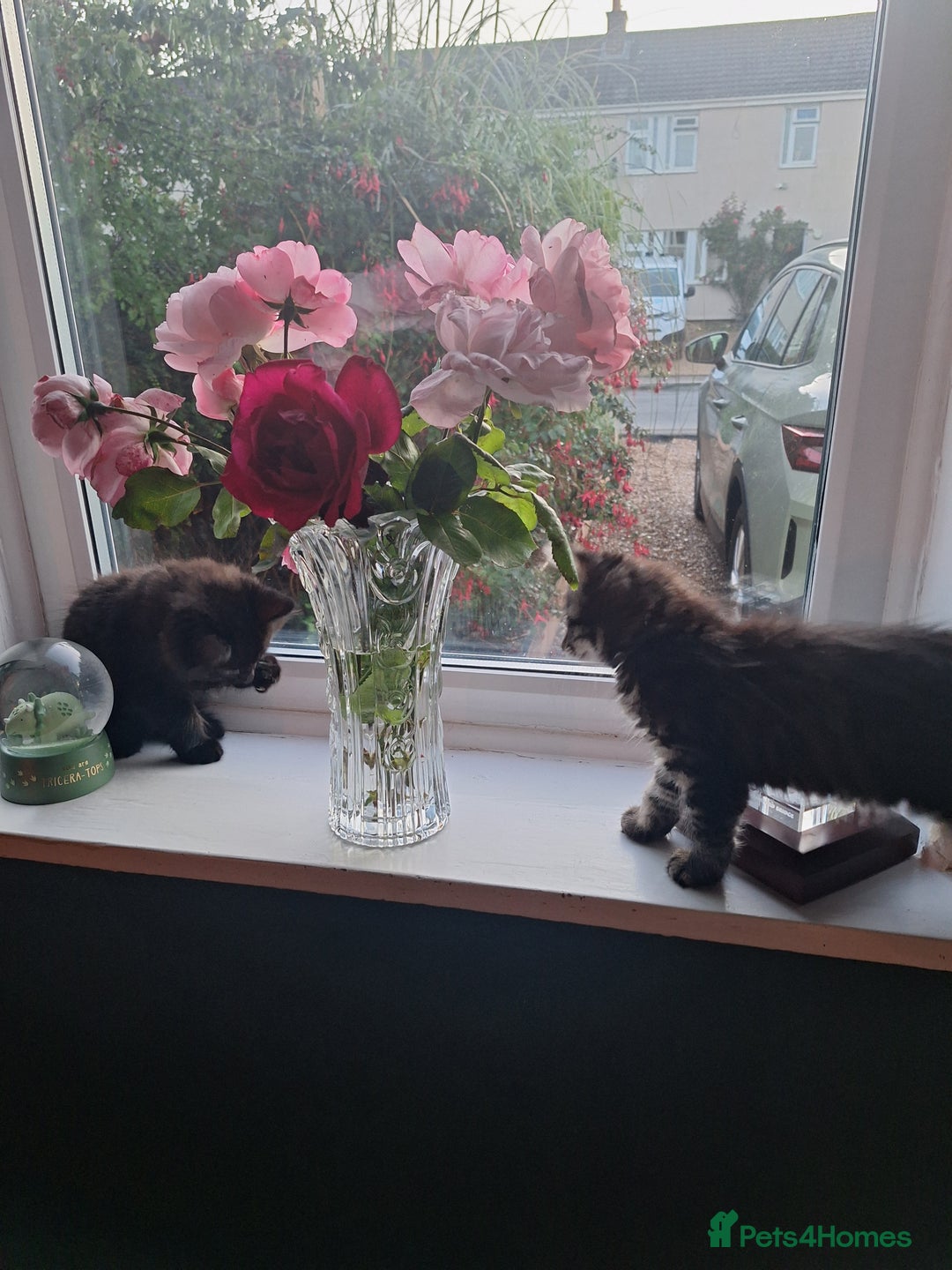 Domestic Shorthair cats for sale: 2 male kittens ready to leave today!  - Image 17