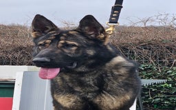 German Shepherd dogs for sale: Superb KC Reg’d German Shepherd - Image 8