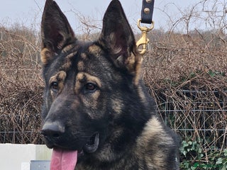 German Shepherd dogs - Advert 20