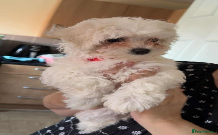 Maltipoo dogs - Advert 5