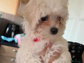 Maltipoo dogs - Advert 12