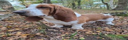 Basset Hound dogs for stud: Handsome Red & White KC Reg Basset Hound For Stud - Advert 8