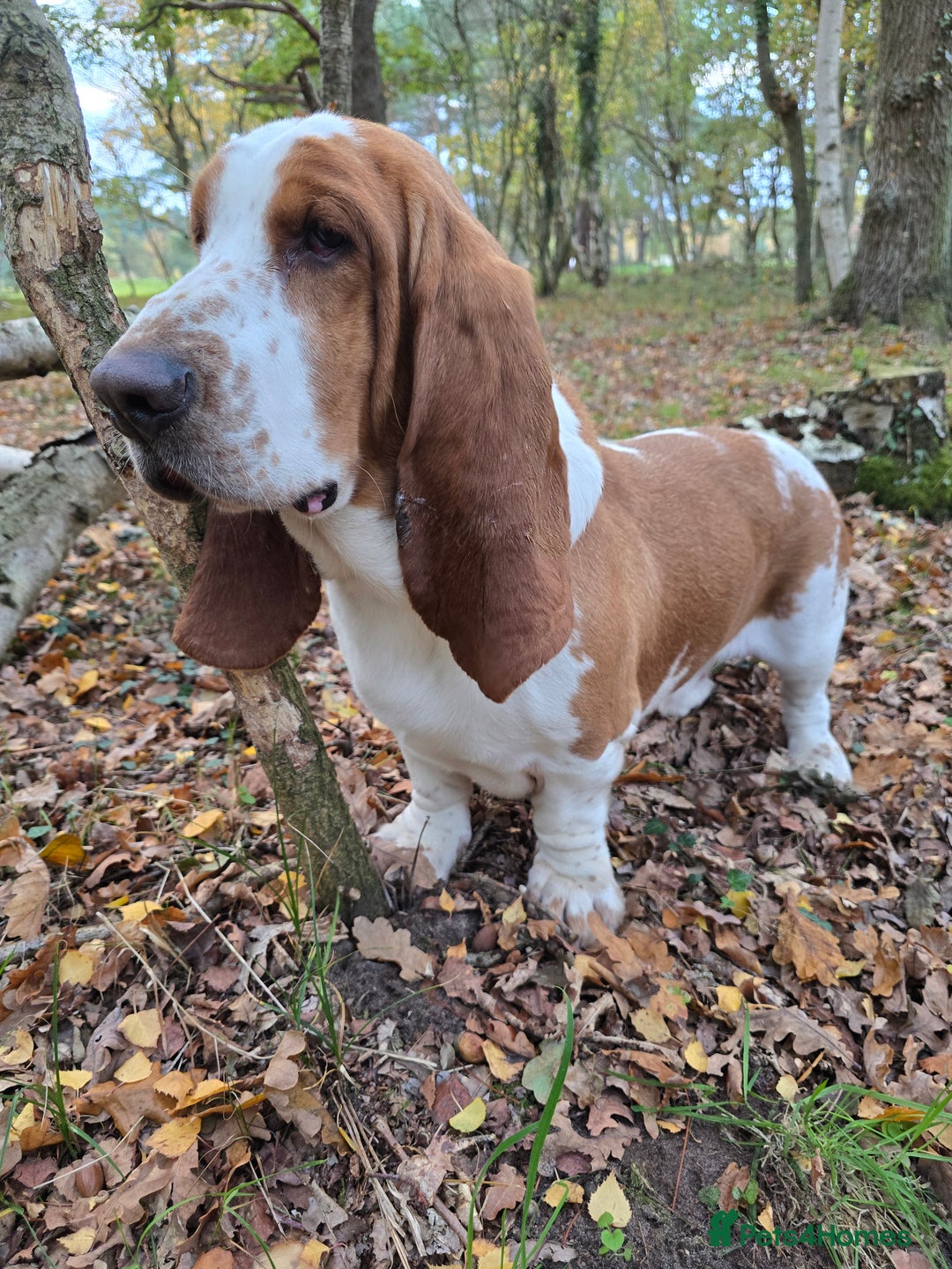 Basset Hound dogs for stud: Handsome Red & White KC Reg Basset Hound For Stud - Advert 8