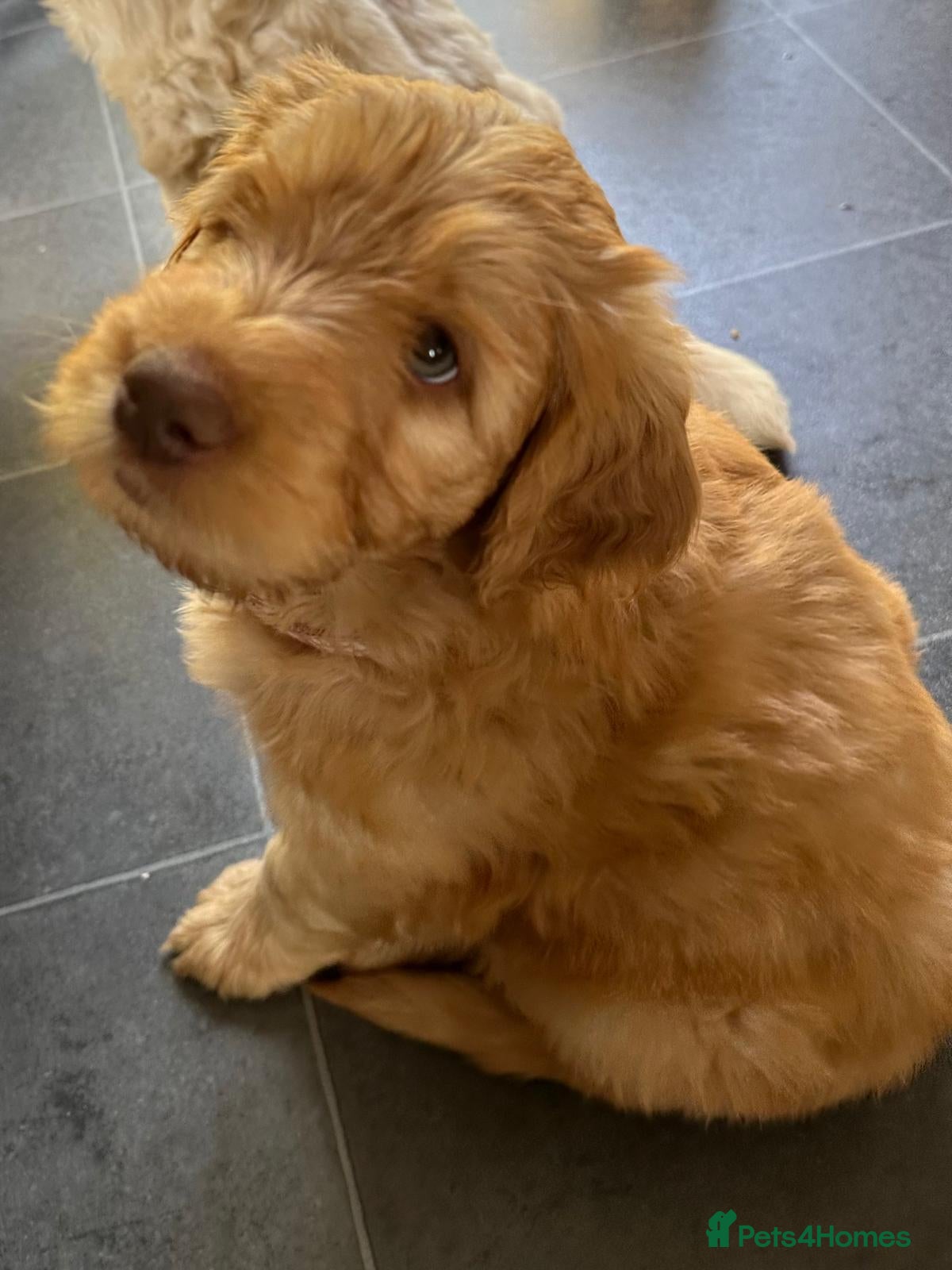 Double Doodle dogs 1 Gorgeous Girl available: Standard Labradoodle F3 - Advert 1