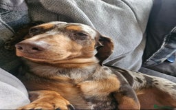 Miniature Dachshund dogs for sale: Martha & Arthur £600 for both  - Image 3