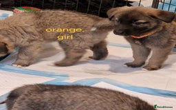Mixed Breed dogs for sale: Turkish kangal x German shepherd puppies  - Image 8