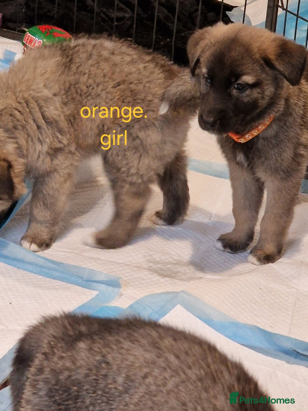 Mixed Breed dogs for sale: Turkish kangal x German shepherd puppies  - Image 8