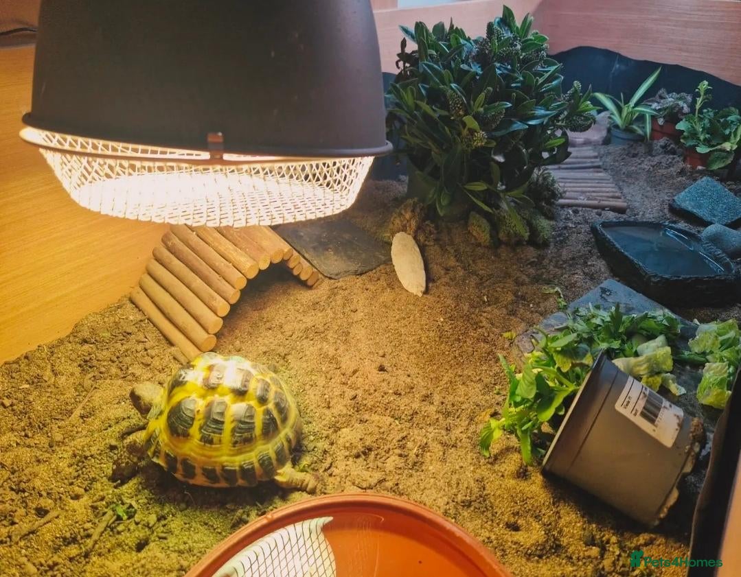 Hermann Tortoise reptiles Horsefield tortise  - Advert 1