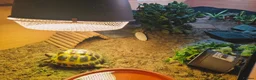 Hermann Tortoise reptiles for sale: Horsefield tortise  - Advert 1