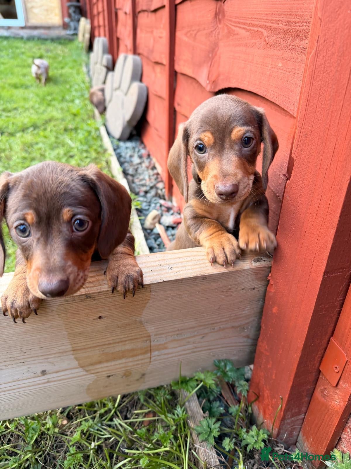 Miniature Dachshund dogs Beautiful Min Dachshund pups ⭐️READY NOW!⭐️ - Advert 8