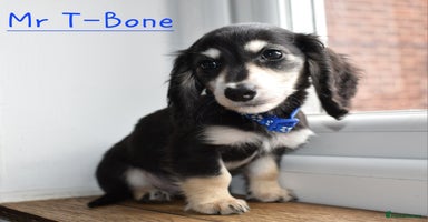 Miniature Dachshund dogs - Advert 3