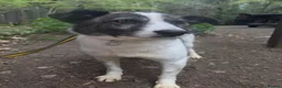 Mixed Breed dogs for adoption: Laura - Norwich Norfolk  in Norwich - Advert 6