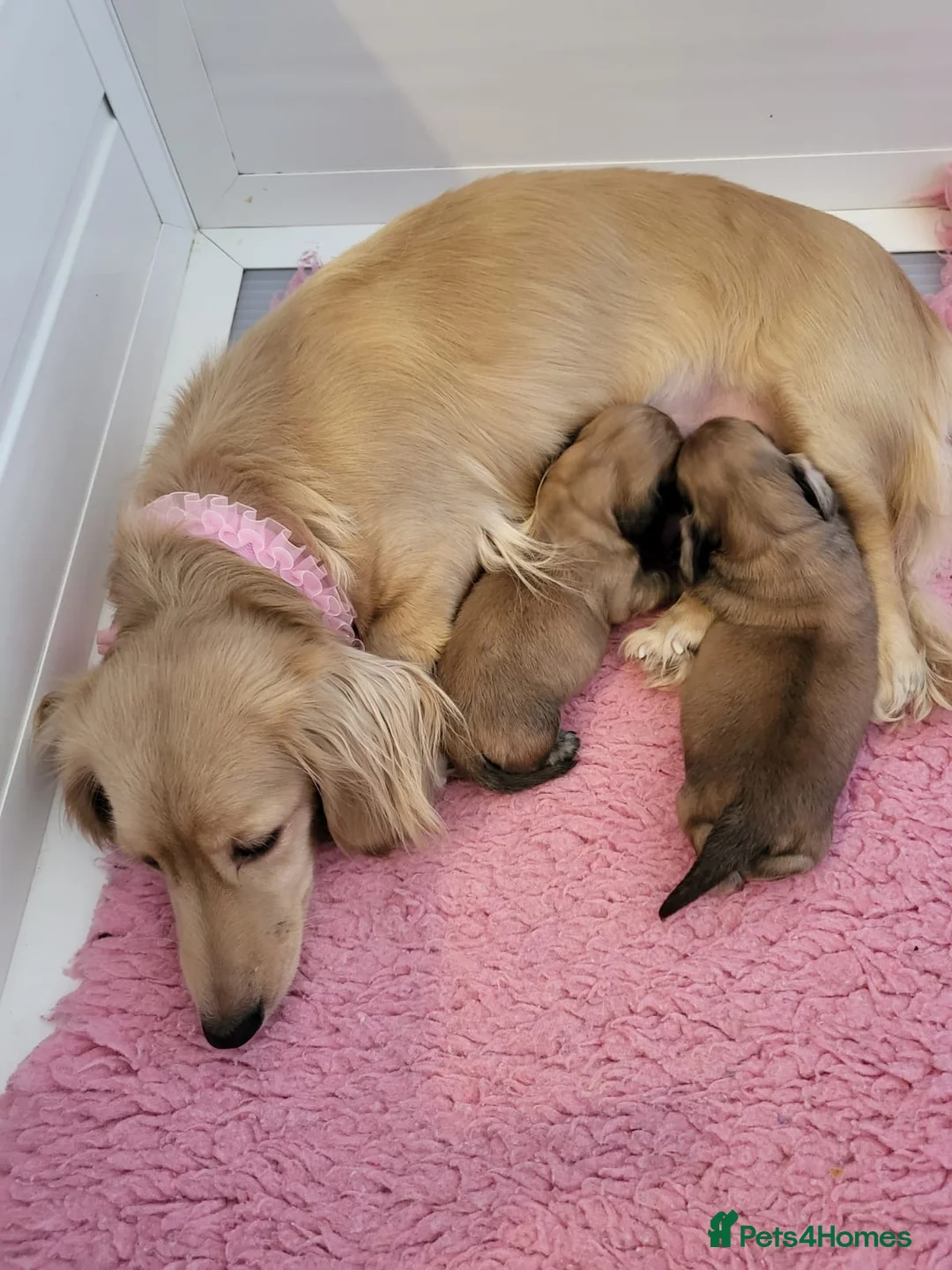 Miniature Dachshund dogs for sale: Longhaired English Cream Minature Dachshunds - Advert 1