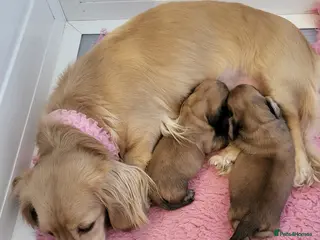 Miniature Dachshund dogs Longhaired English Cream Minature Dachshunds - Advert 1