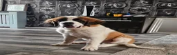 Saint Bernard dogs for sale: Male st bernard 8 months old puppy in Telford - Advert 4