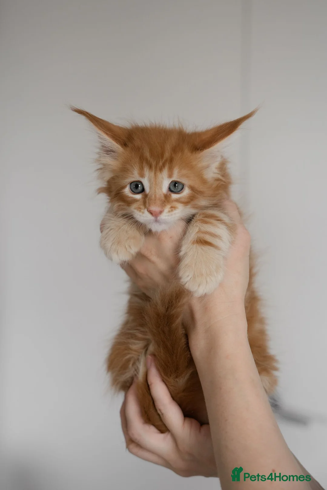 Maine Coon cats for sale: 5 Beautiful Russian Import Kittens TICA - Advert 1